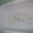 Bathtub Sample Before